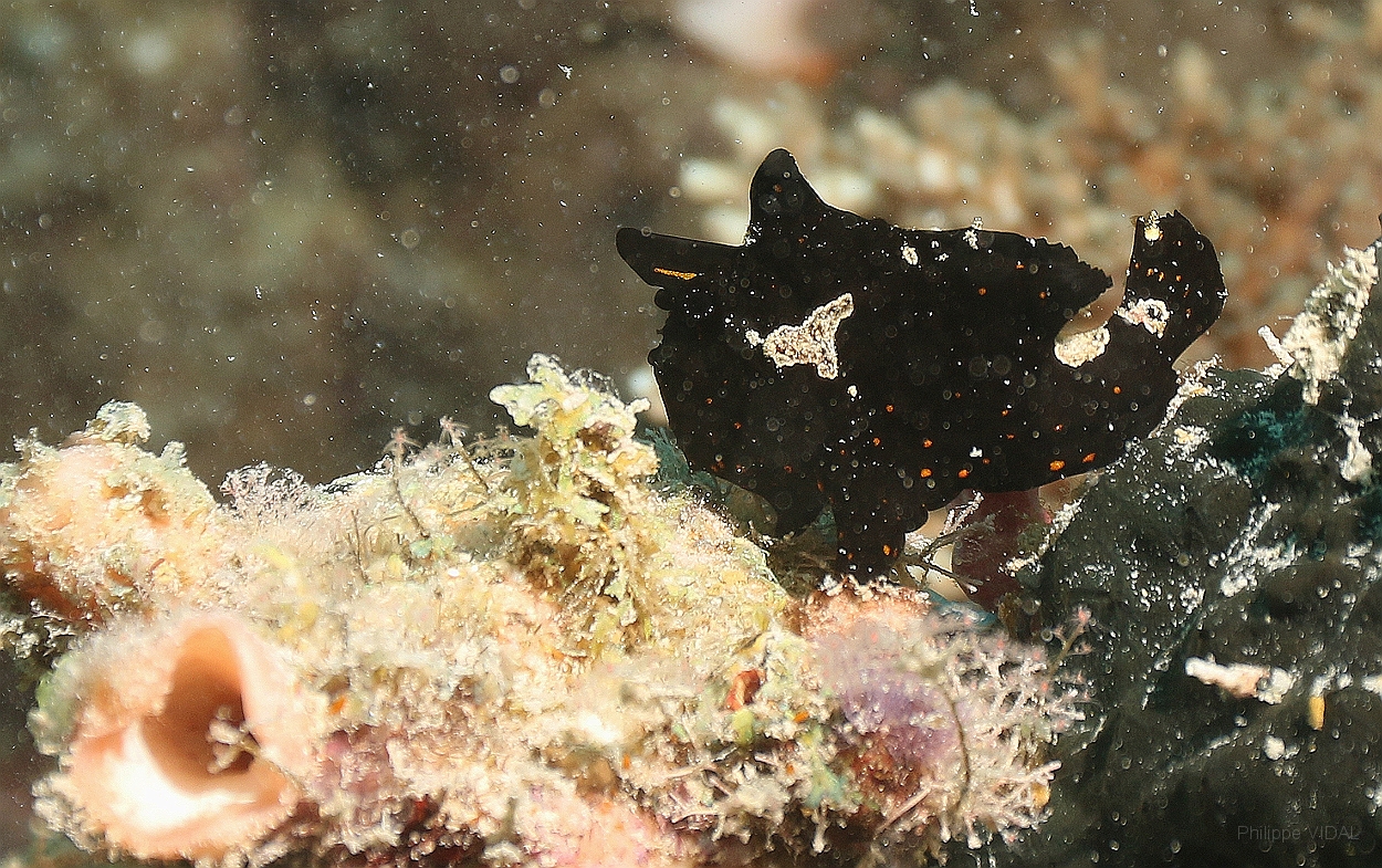Sipadan_2015_Poisson grenouille_Antennaire geant_Antennarius commerson_Juvenil_IMG_2853_rc.jpg